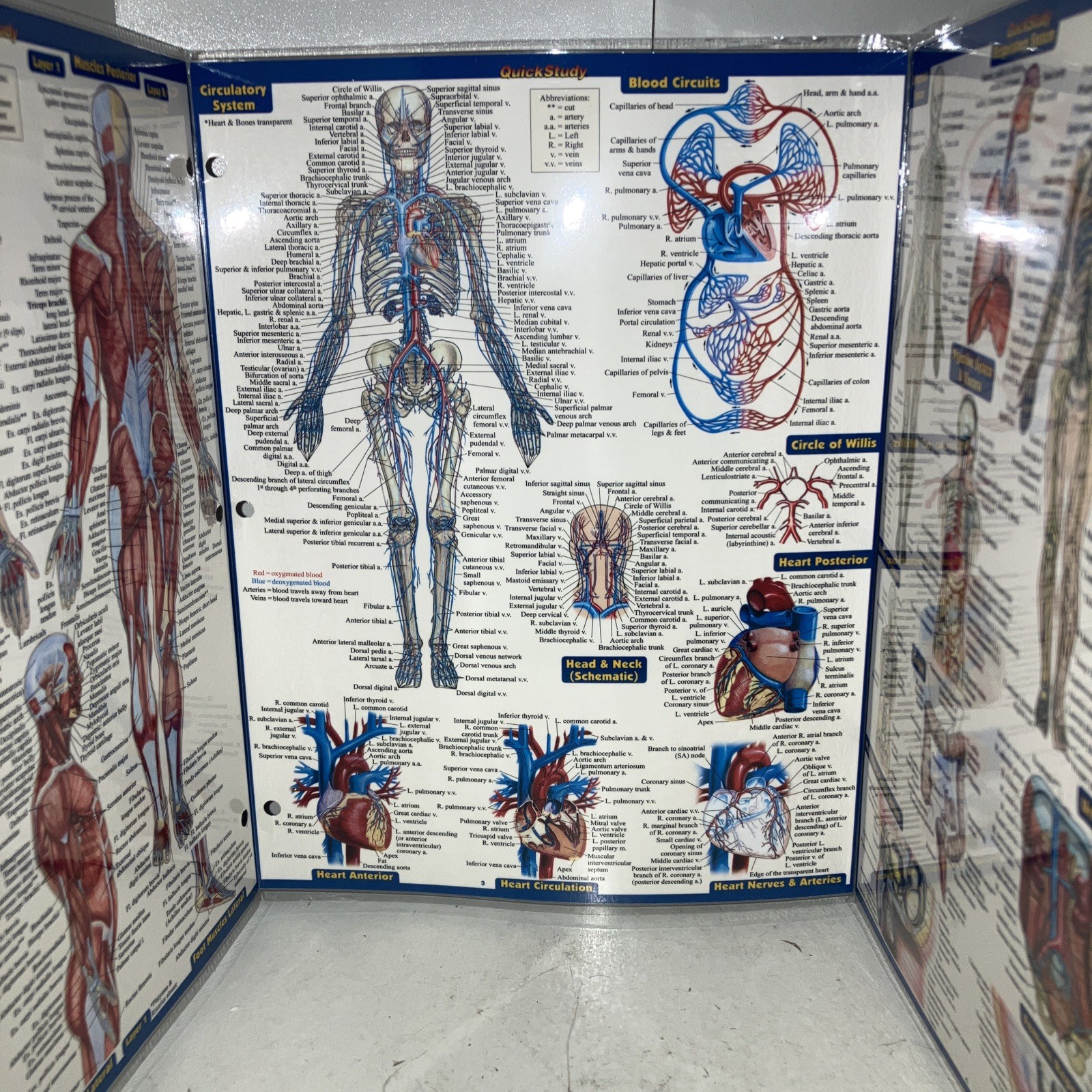 NEW QuickStudy | Anatomy Laminated Tri-Fold Study Guide ~