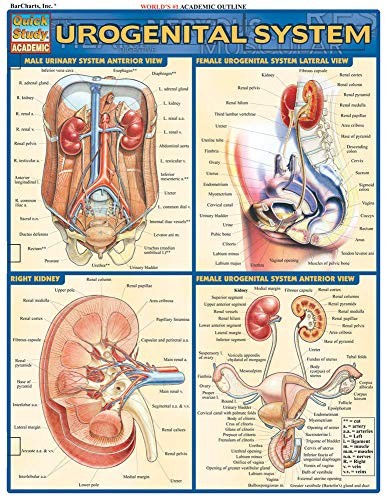 Urogenital System (Quickstudy: Academic) – Pamphlet By BarCharts, Inc – GOOD