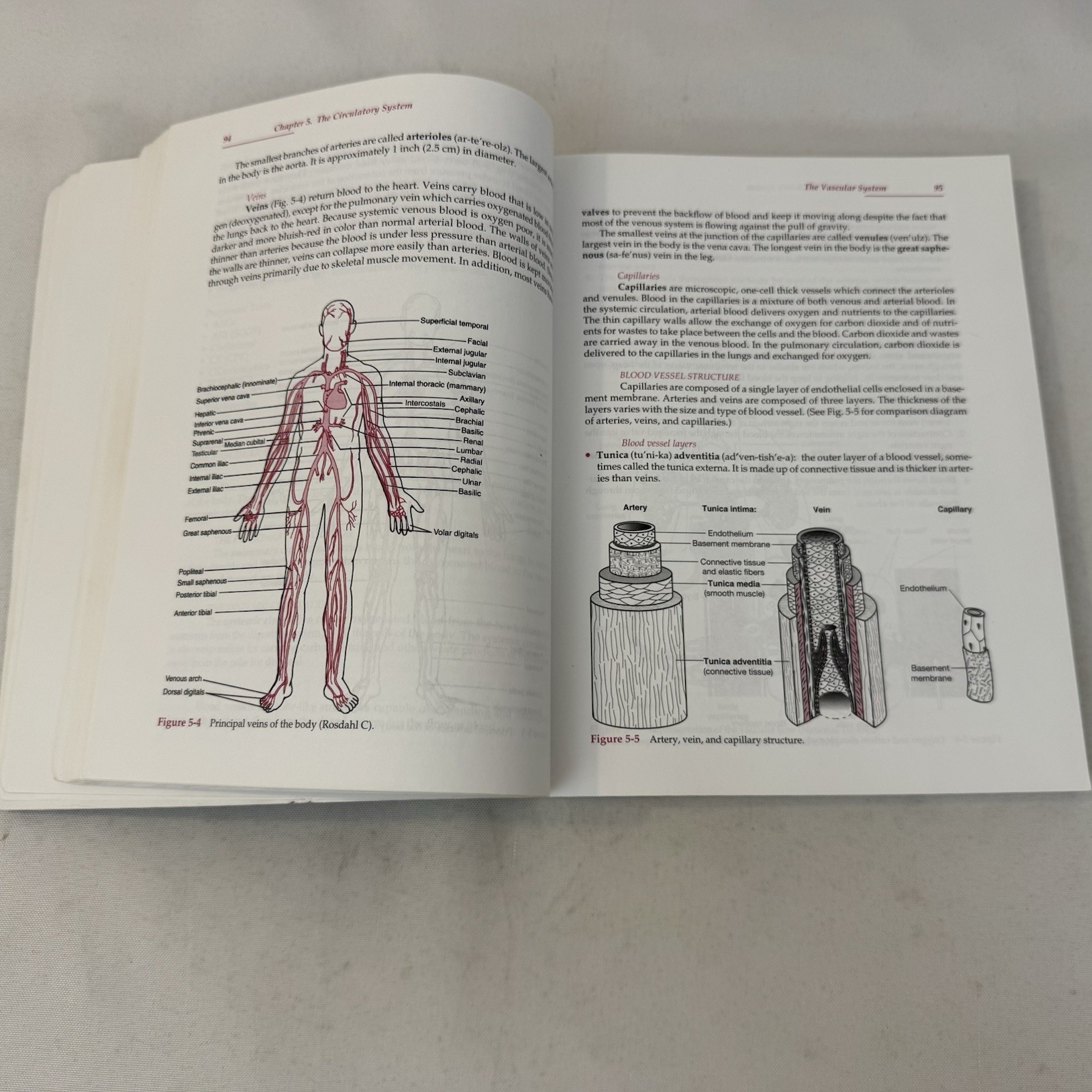 PHLEBOTOMY ESSENTIALS (1998) By Ruth E. Mccall & Cathee M. Tankersley Fast Ship