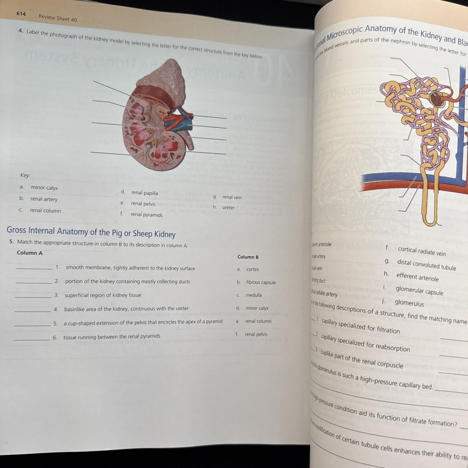 Human Anatomy and Physiology Laboratory Manual, Cat Version by Lori Smith and…