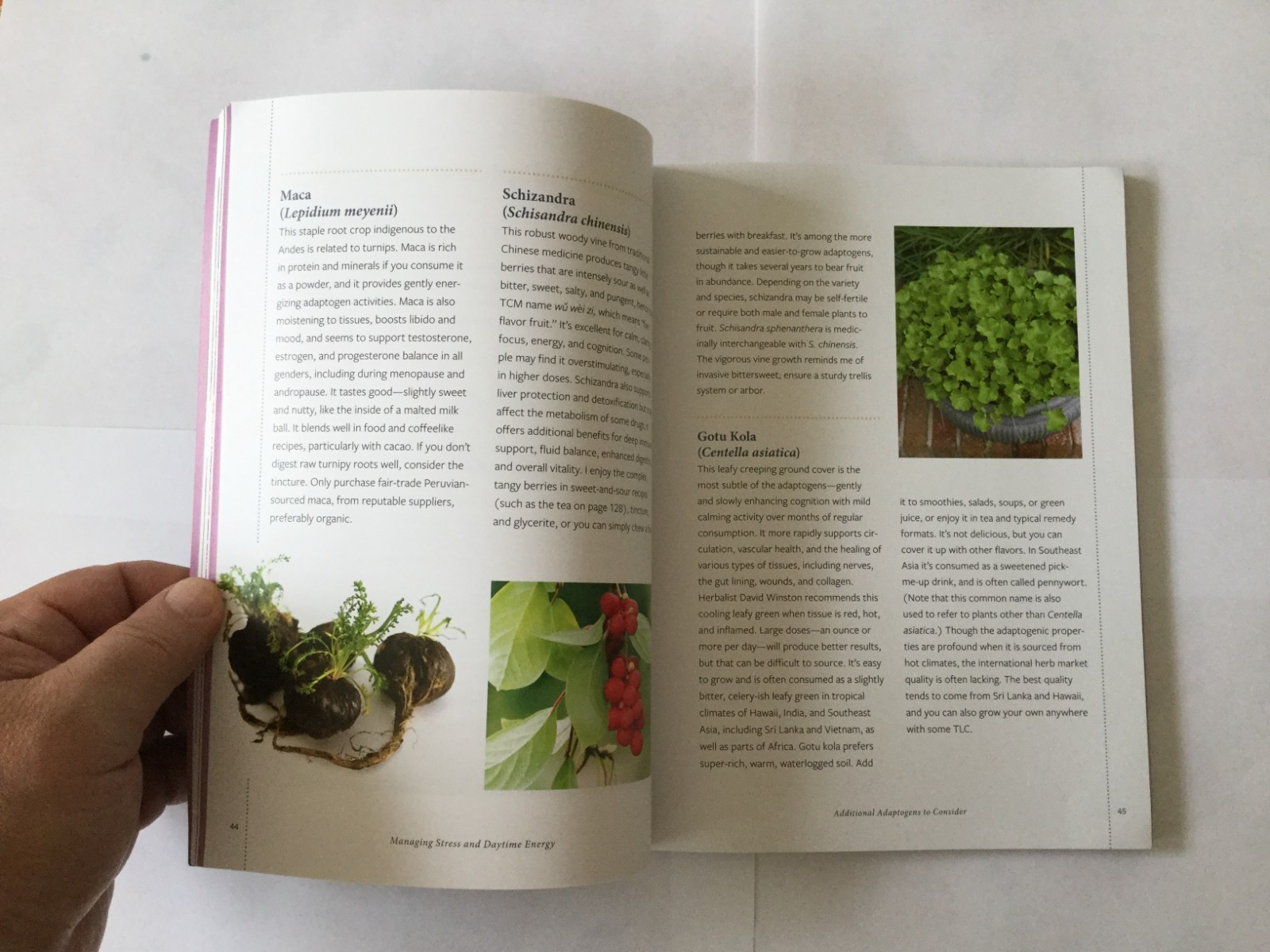 Herbal Remedies for Sleep: How to Use Healing Herbs and Natural Therapies to…
