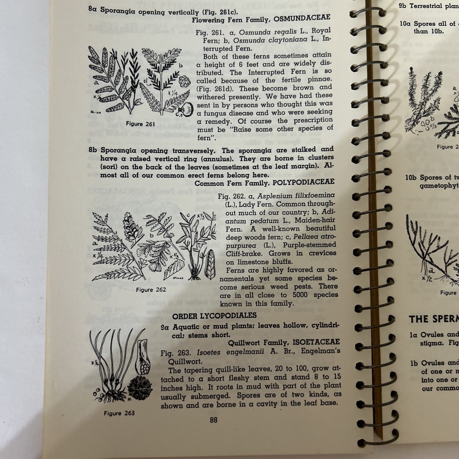 1949 Plant Families How to Know Pictures Key Nature 22nd Printing bb Book