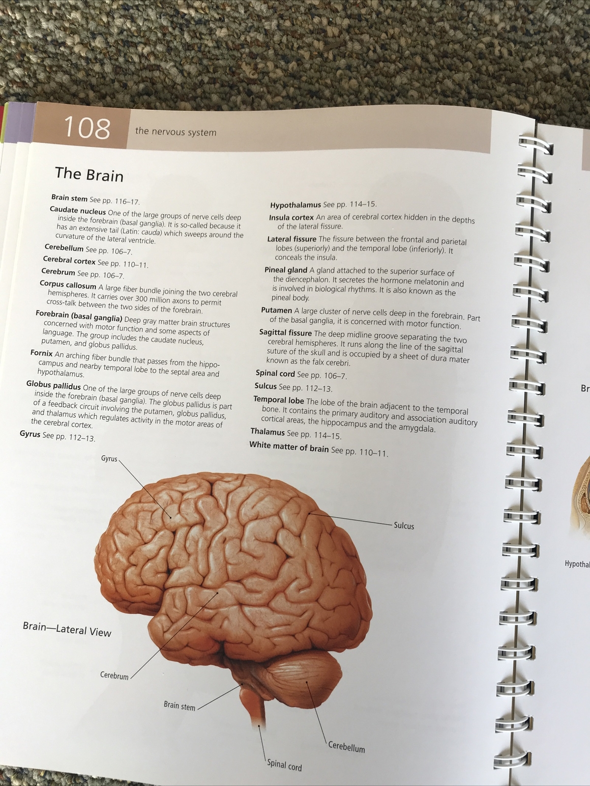 barrons the anatomy students self test visual dictionary 304pages 2011 1st editi
