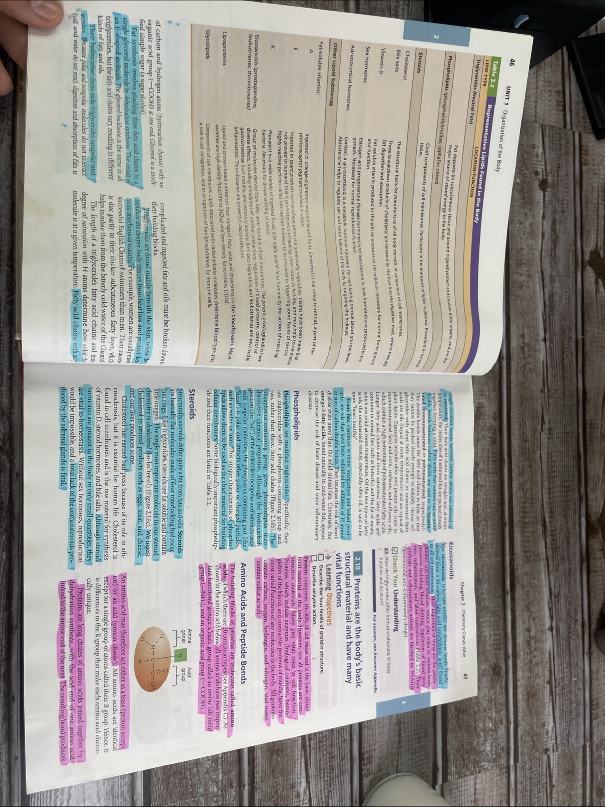 Human Anatomy & Physiology — Marieb & Hoehn — 10th Ed — HC