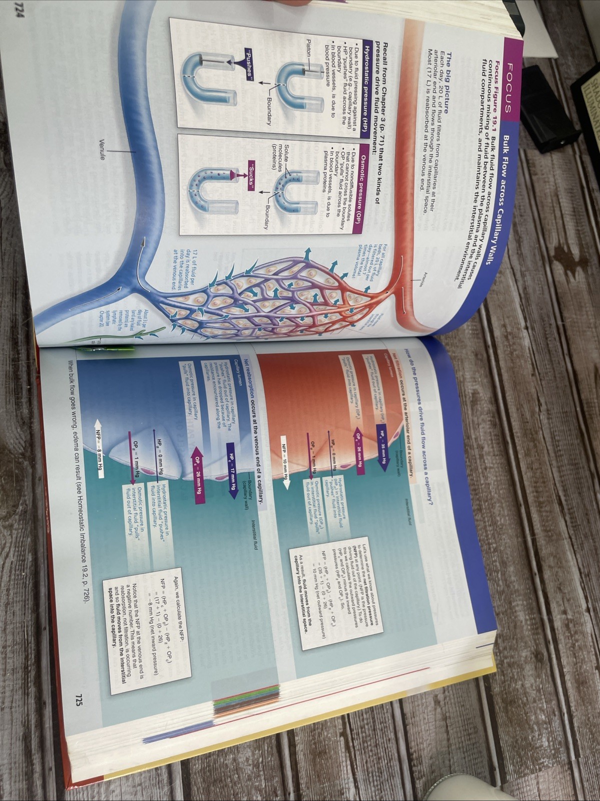 Human Anatomy & Physiology — Marieb & Hoehn — 10th Ed — HC