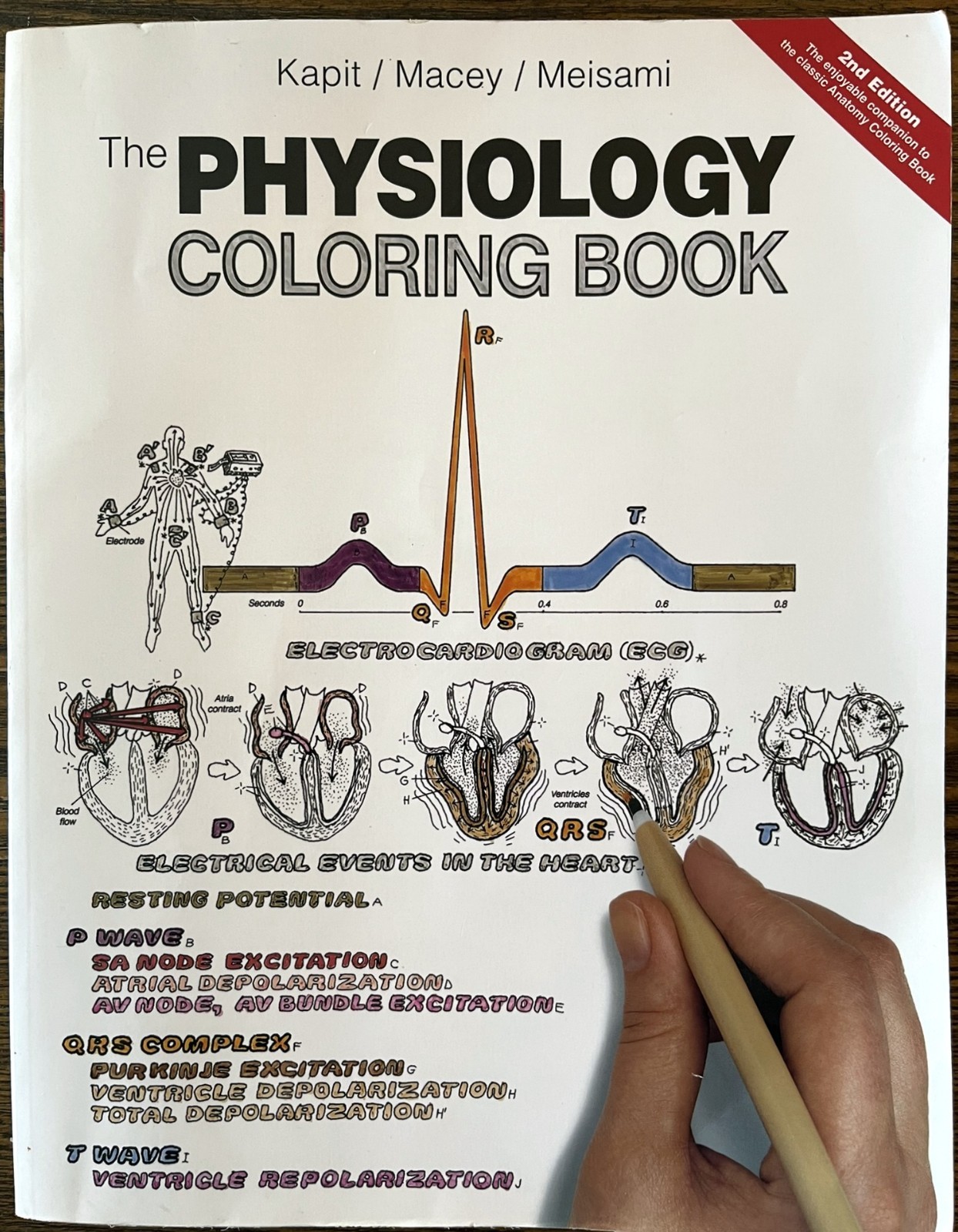 The Physiology Coloring Book 2nd Edition by Kapit / Macey / Meisami : VG