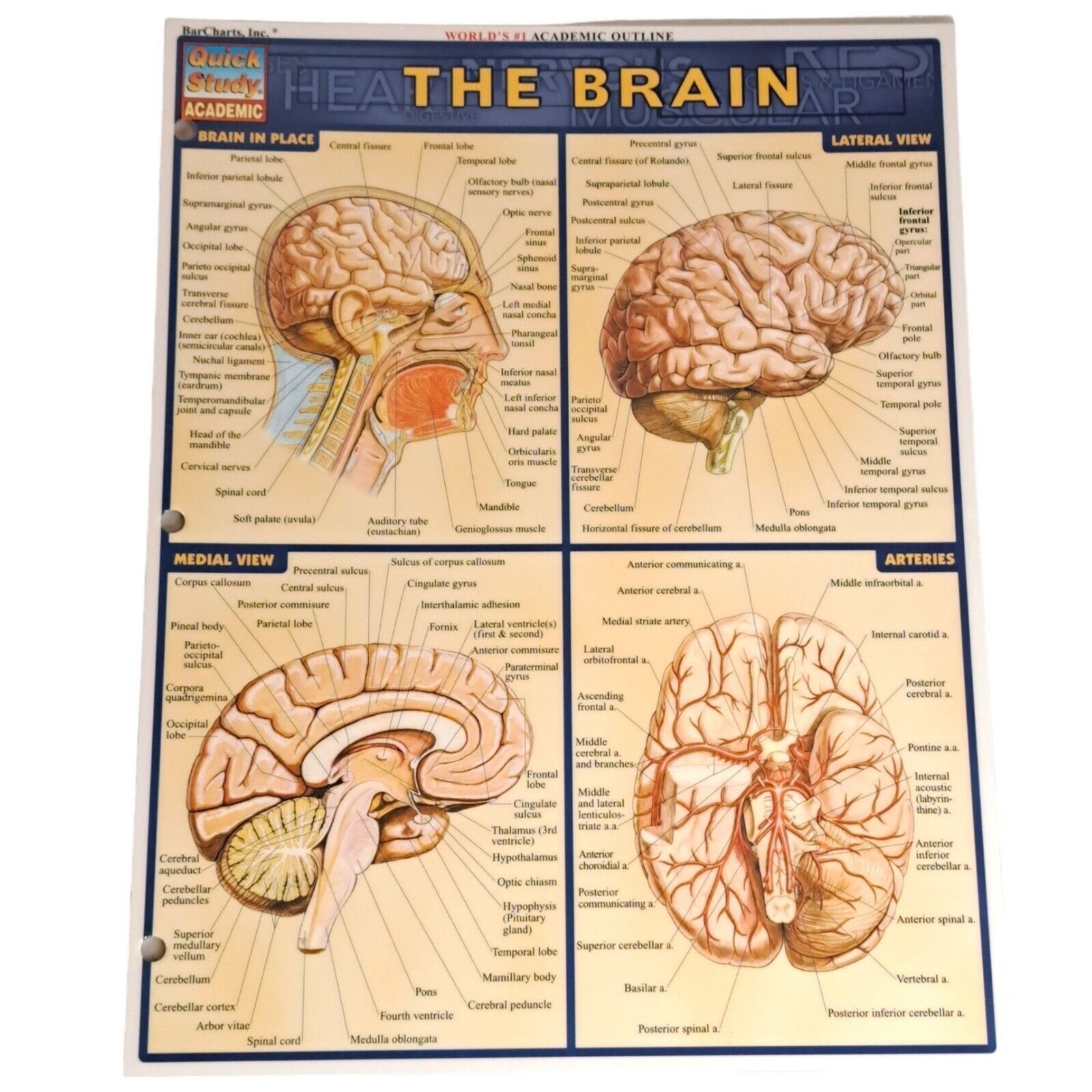 Laminated Brain Quick Study Academic Bar Charts Inc Vincent Perez 2001 Vintage