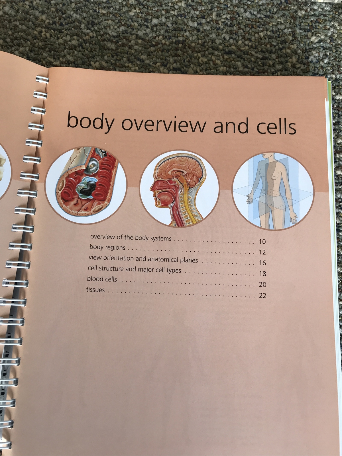 barrons the anatomy students self test visual dictionary 304pages 2011 1st editi