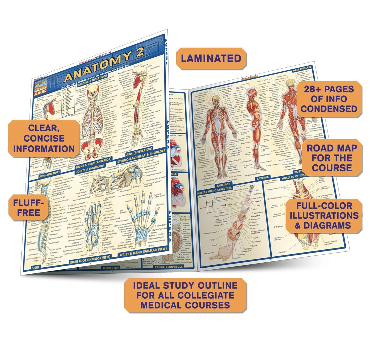 Anatomy 2 – Laminated Tri Fold Study Guide Brand new Study Aide  by Quick Study