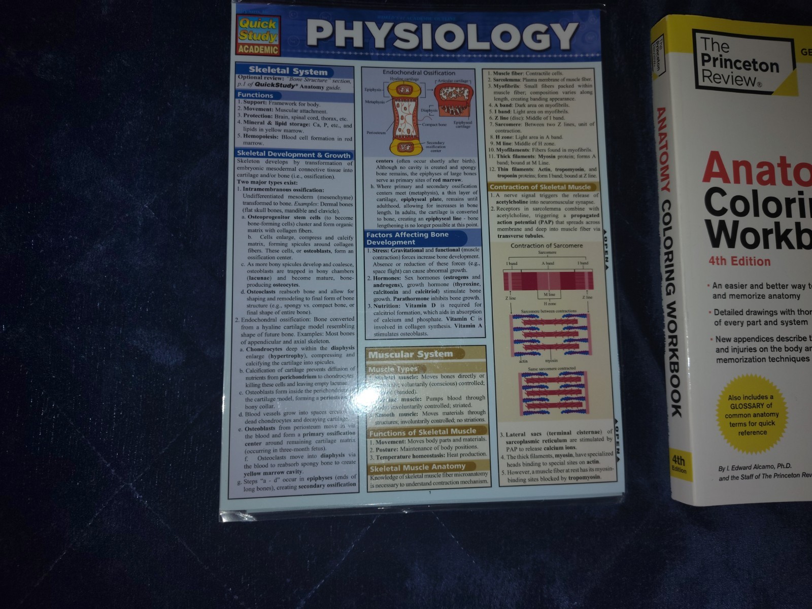 Nursing Student Book Bundle physiology Guide, Anatomy Coloring Workbook, Dosage