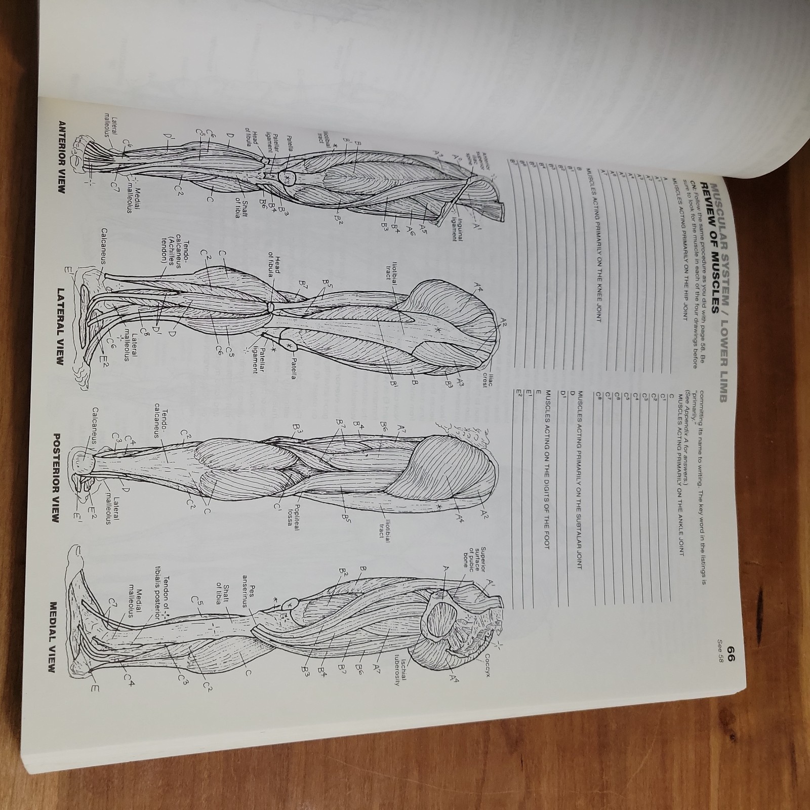 Anatomy Coloring Book by Wynn Kapit and Lawrence Elson