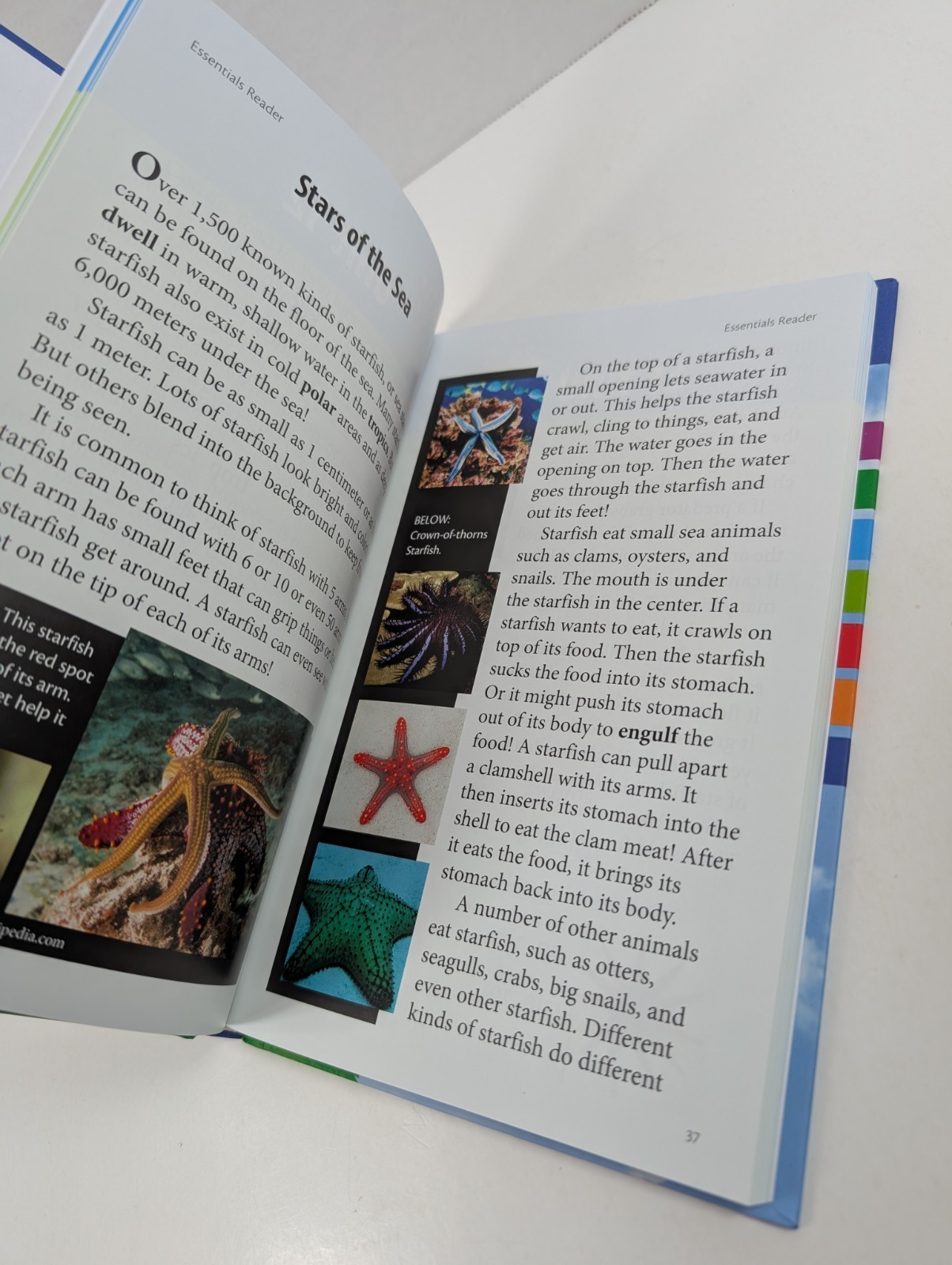 Essentials Reader For Logic of English Essentials 1 – 30 By Kimberly Iverson