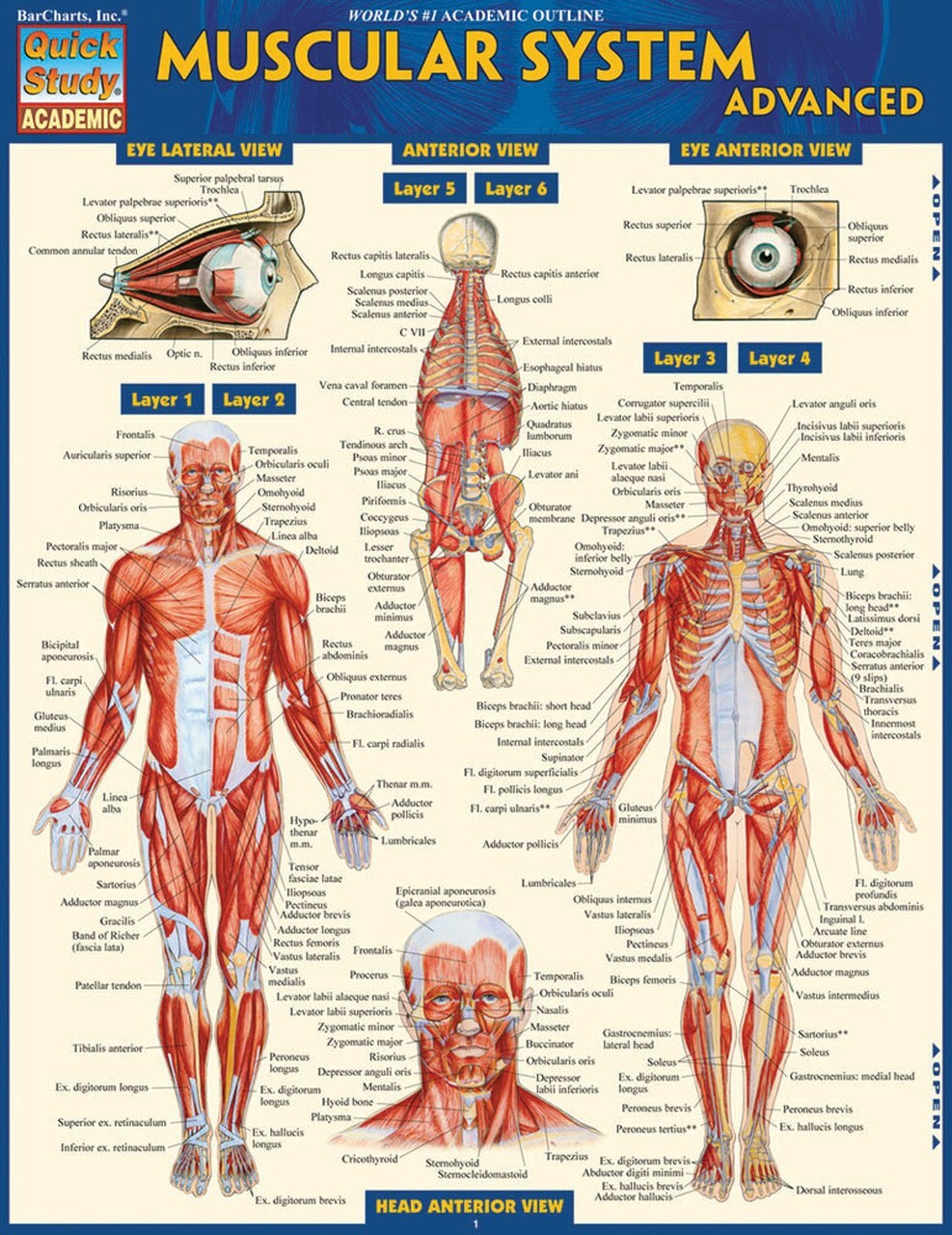 Muscular System Advanced; Quick study Tri-Fold Reference Guide study Aide NEW
