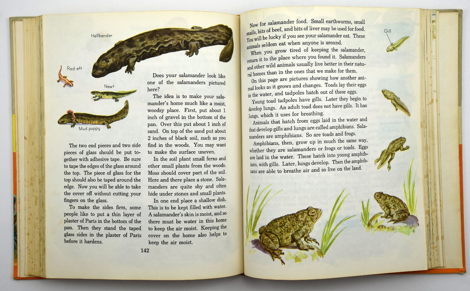 Adventuring in Science Teacher’s Edition – Today and Tomorrow 1958 5th Grade