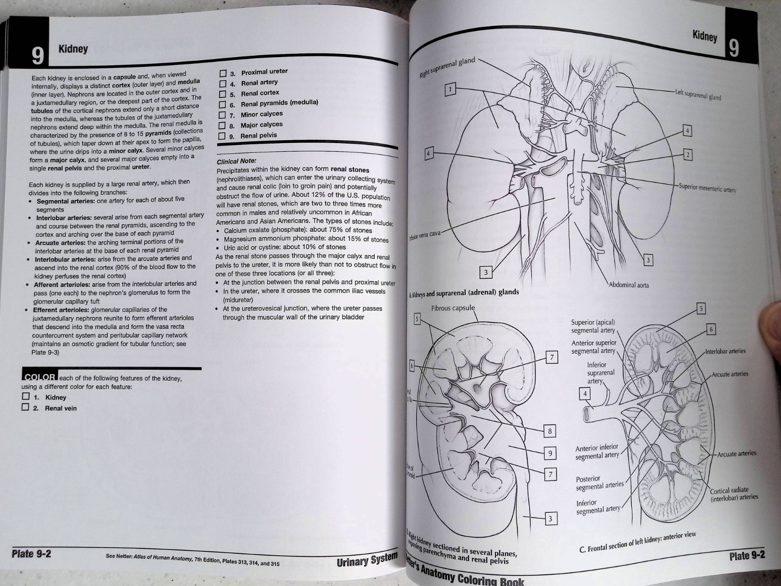 Netter’s Anatomy Coloring Book by – John T. Hansen, 2nd Ed, Large Paperback 2018