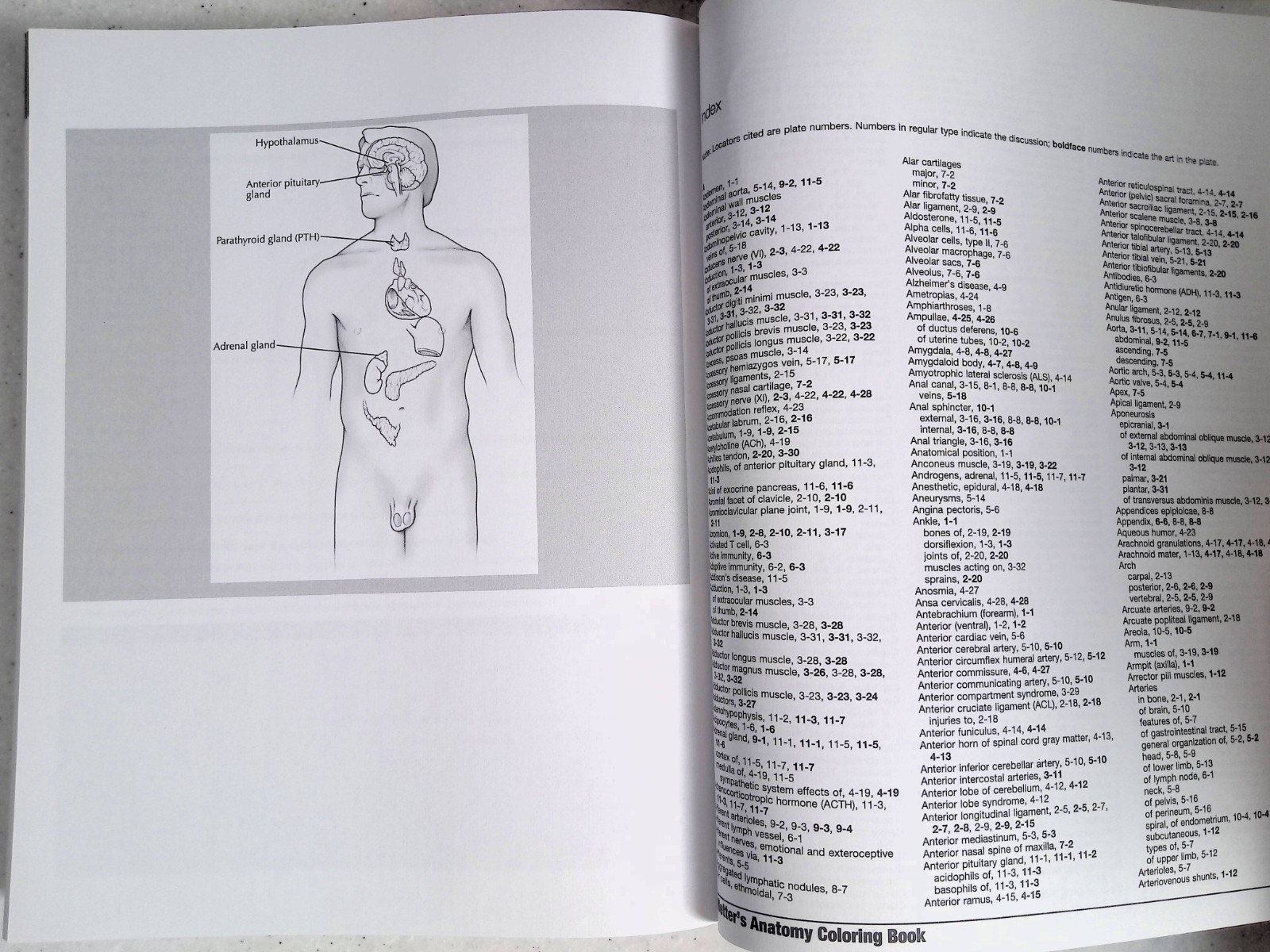 Netter’s Anatomy Coloring Book by – John T. Hansen, 2nd Ed, Large Paperback 2018