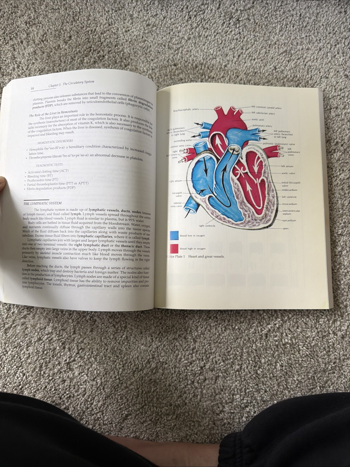 PHLEBOTOMY ESSENTIALS By Ruth E. Mccall & Cathee M. Tankersley VG