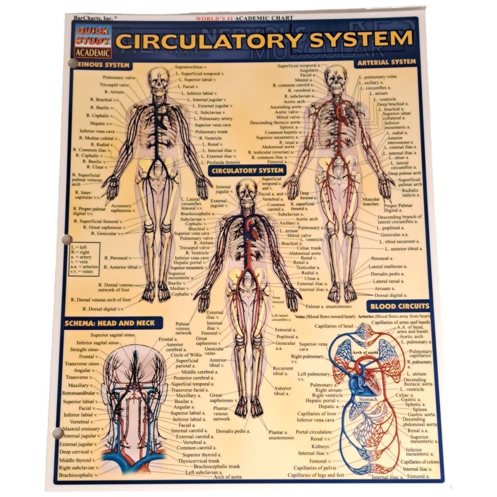 Circulatory System Laminated Study Academic Bar Charts Inc Vincent Perez