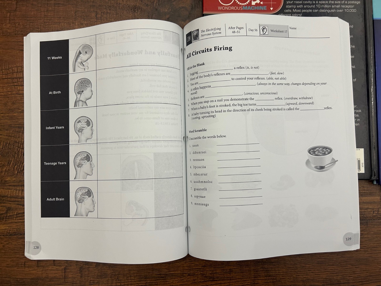 MasterBooks-HOMESCHOOL Elementary Anatomy: Nervous & Respiratory System text WB