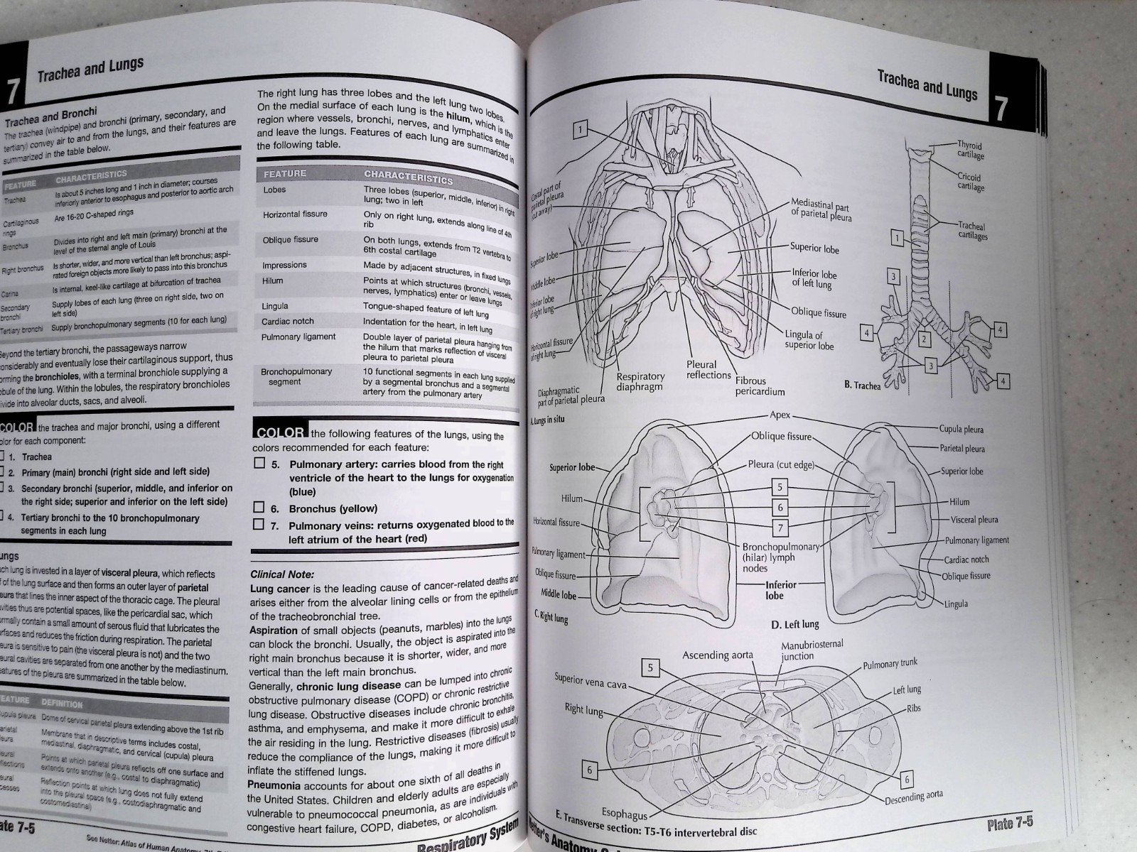 Netter’s Anatomy Coloring Book by – John T. Hansen, 2nd Ed, Large Paperback 2018
