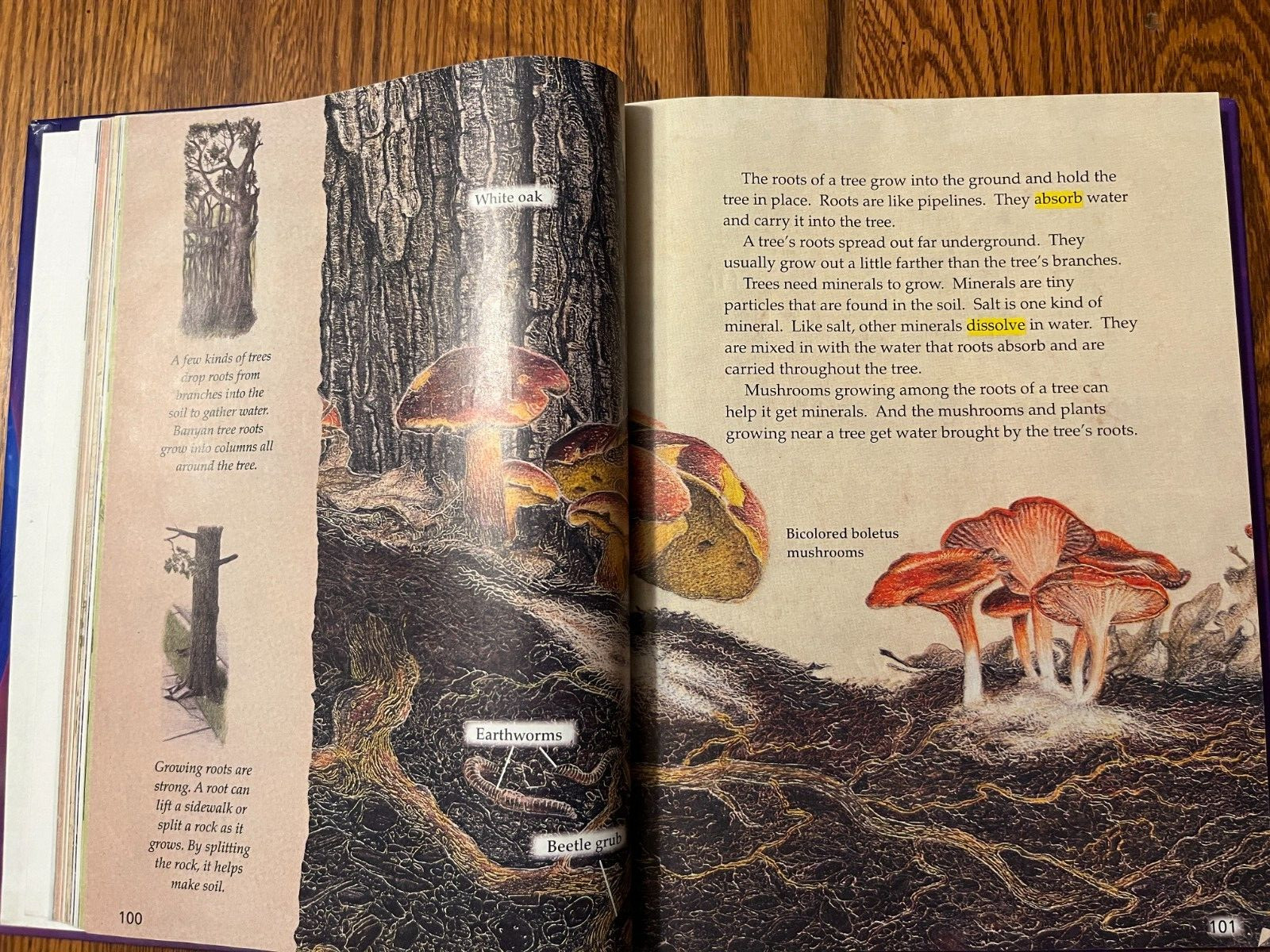 Journeys 3rd Grade 3 Student Reading Textbook, 3.2, 2014 HMH Homeschool Book