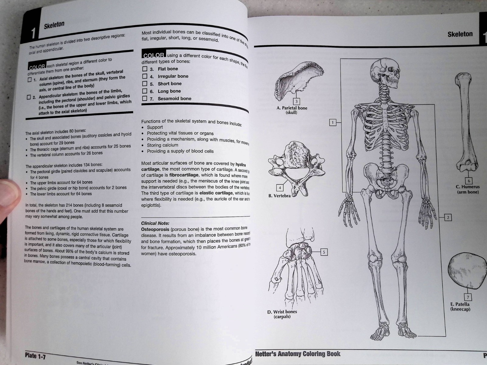 Netter’s Anatomy Coloring Book by – John T. Hansen, 2nd Ed, Large Paperback 2018