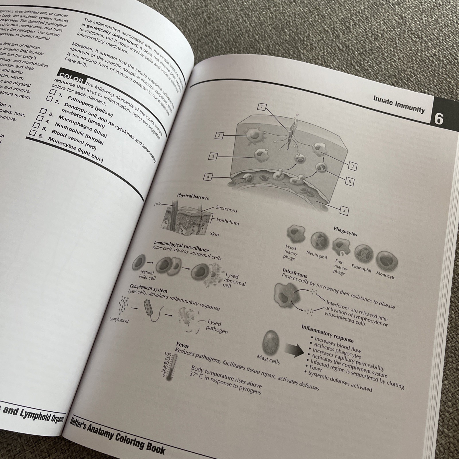 Netter’s Anatomy Coloring Book by John T. Hansen 2021 Paperback