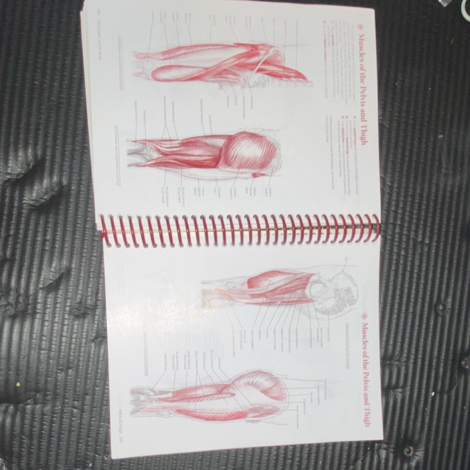 Trail Guide to the Body 3rd Ed Andrew Biel Spiral Illustrated Revised