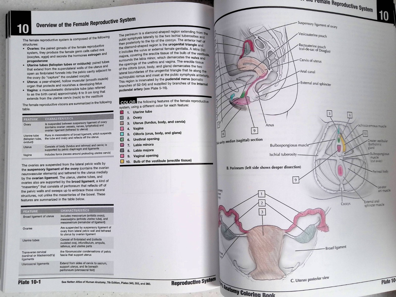 Netter’s Anatomy Coloring Book by – John T. Hansen, 2nd Ed, Large Paperback 2018