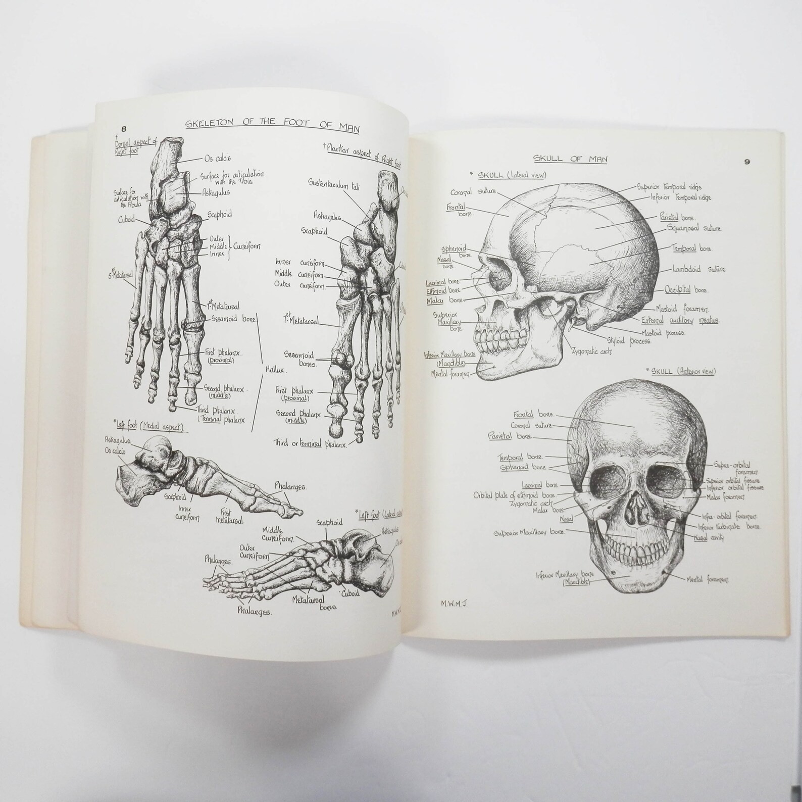 1958 Anatomical Atlas Maud Jepson, M. Sc. Book 24619-0118 Anatomy Drawing