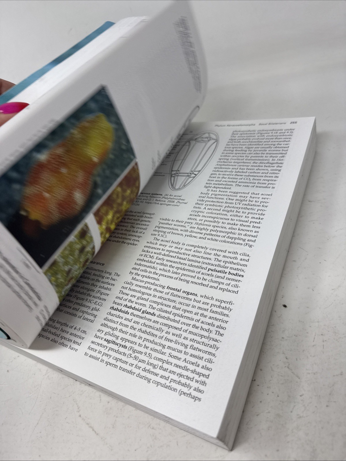 Invertebrates 4th Edition. by Brusca, Richard C.
