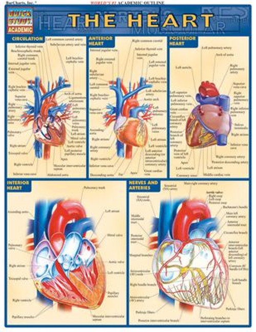 Heart : QuickStudy Laminated Reference Guide Vincent Perez