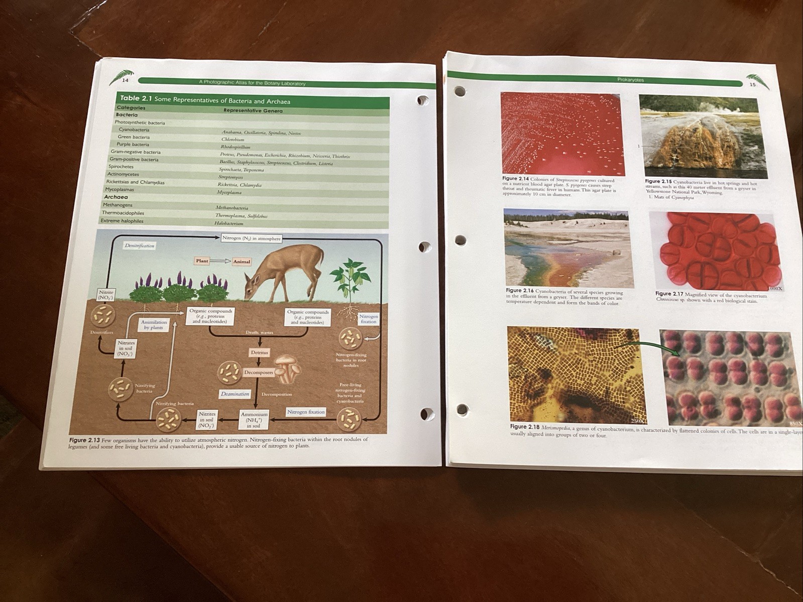 Photographic Atlas for the Botany Laboratory, 7th Edition (2016, Ringbound)