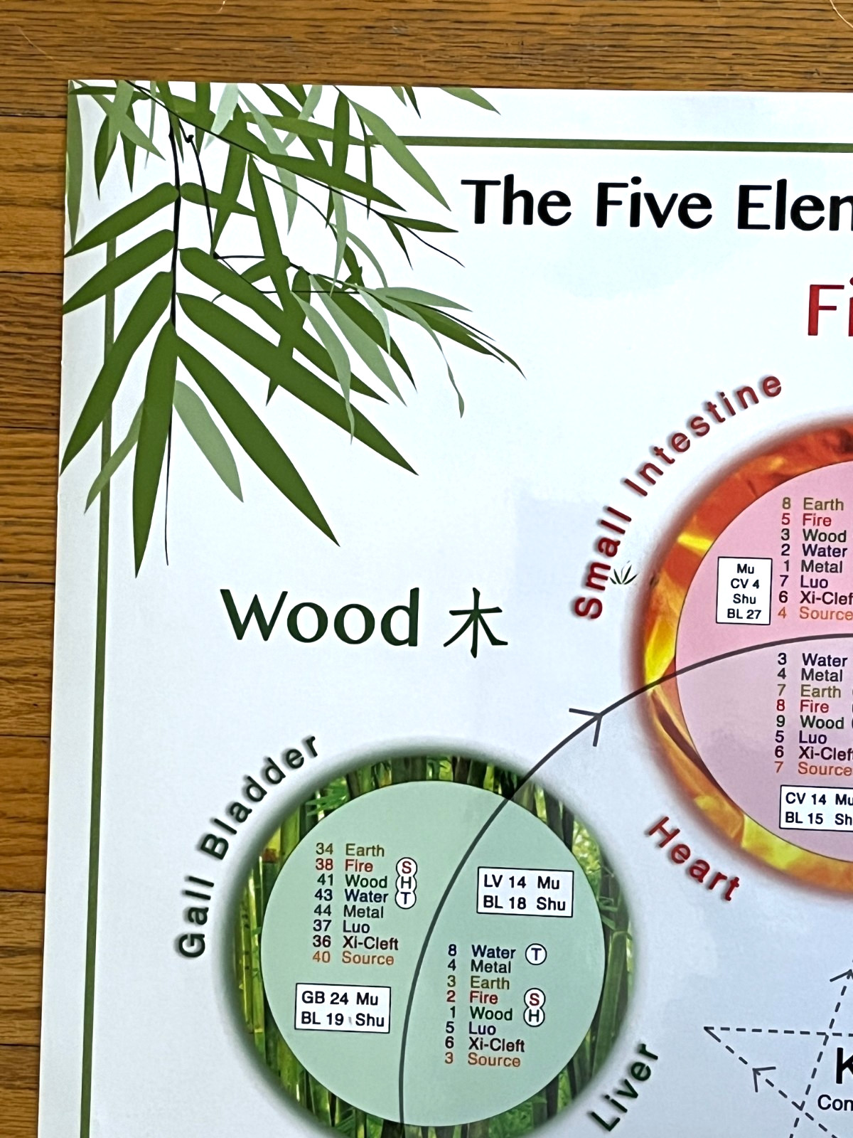 Laminated Wall Chart The Five Elements of Chinese Medicine Miridia Acupuncture