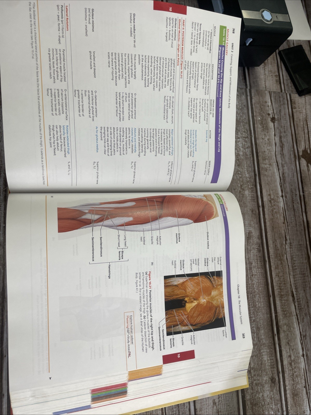 Human Anatomy & Physiology — Marieb & Hoehn — 10th Ed — HC
