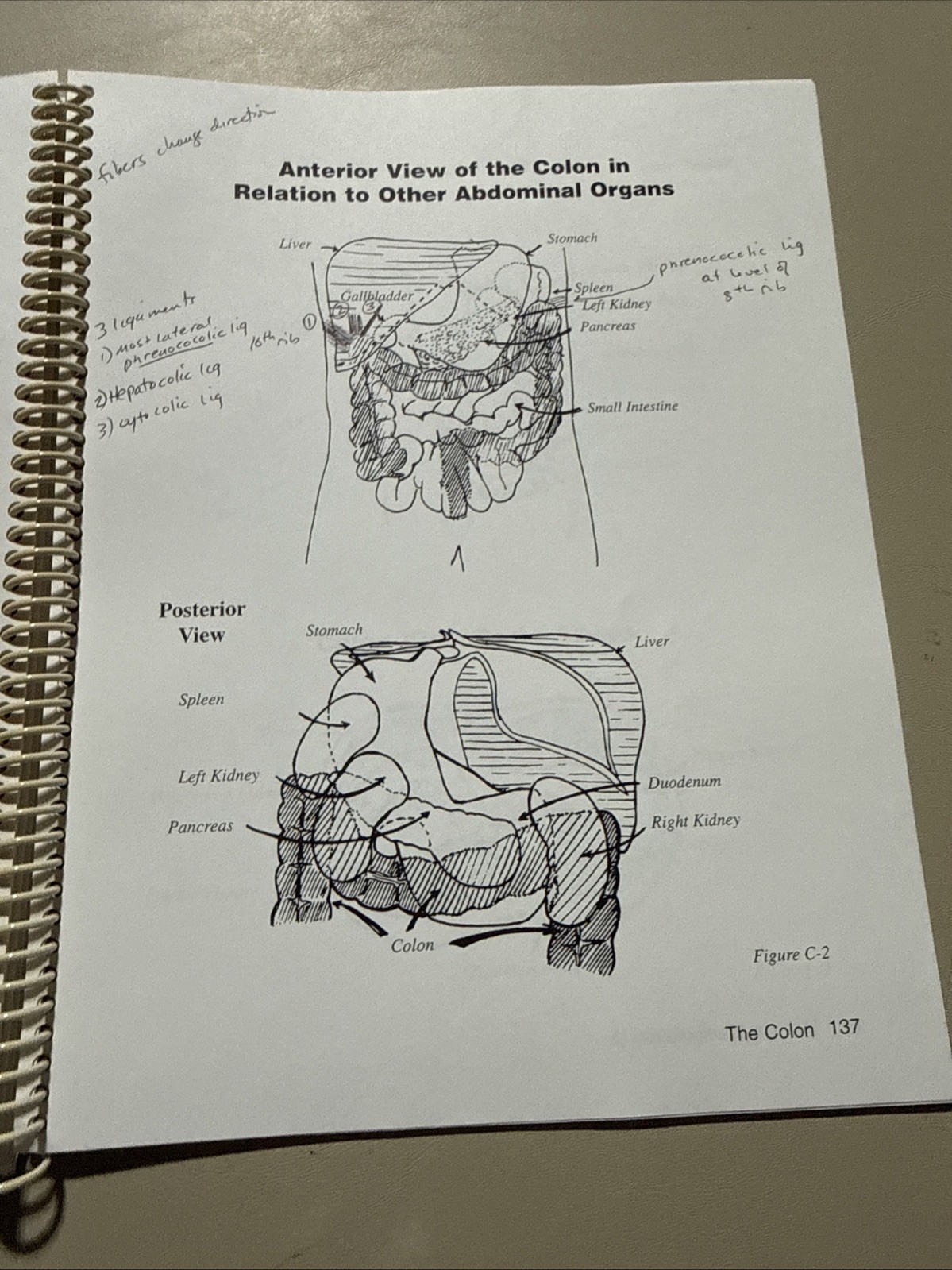 Visceral Manipulation IA Study Guide 1998 Revised Frank Lowen MT Upledger