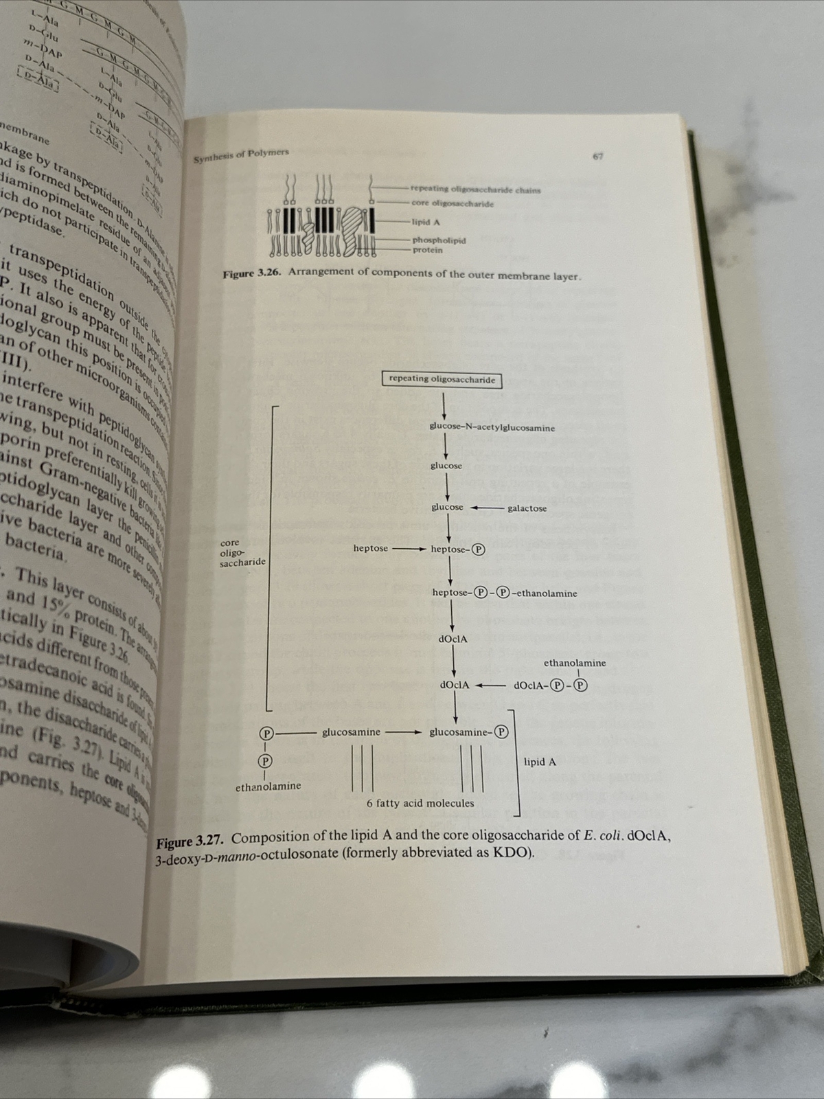 Bacterial Metabolism by Gottschalk, Gerhard Springer Verlag New York 1979 HC