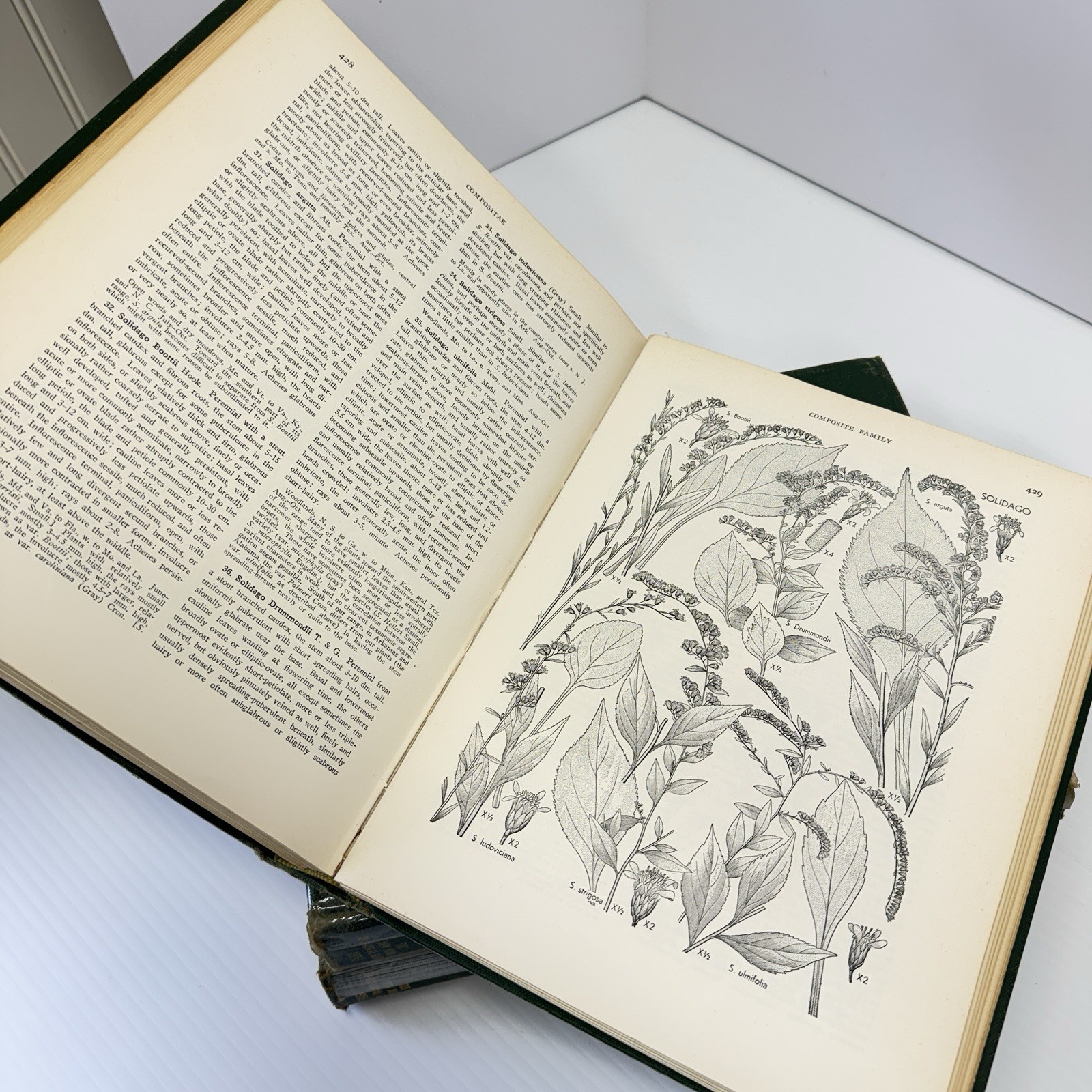 1952 New Britton and Brown Illustrated Flora of United States Gleason Flowers